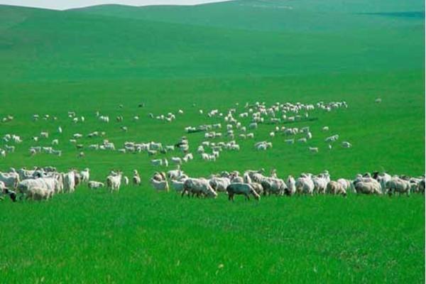 鄂尔多斯,穿越时光的草原秘境之旅